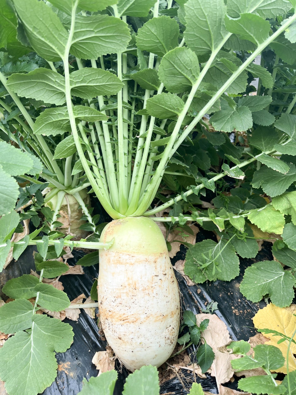 마켓무 이미지