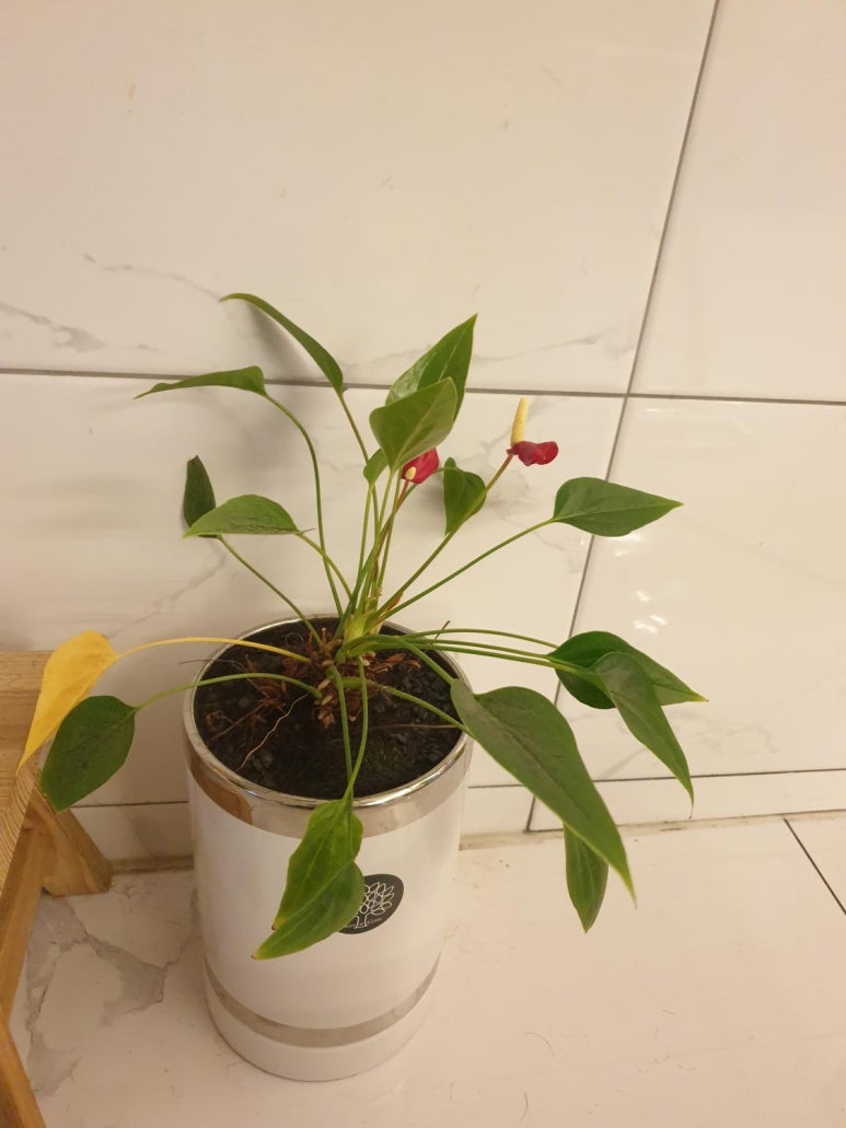 더설렘헤어 이미지