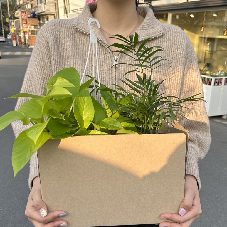 써니플랜트 이미지