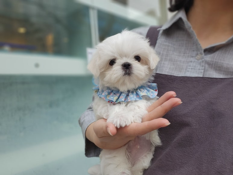 푸른들동물병원 이미지
