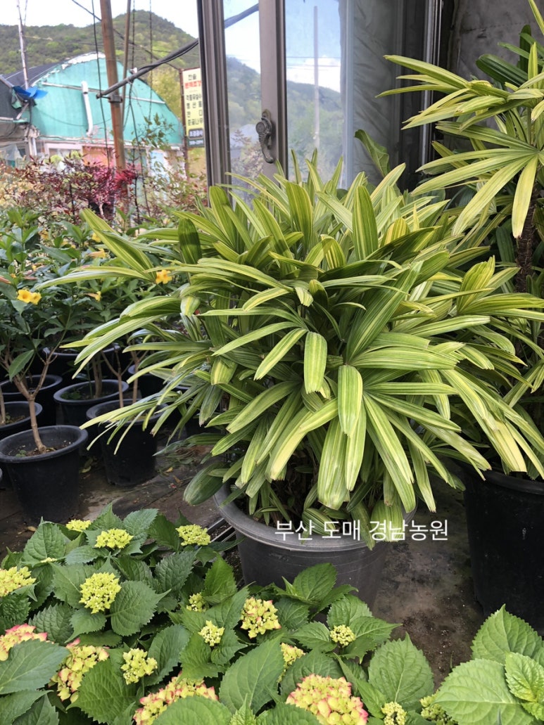 애란농원 이미지