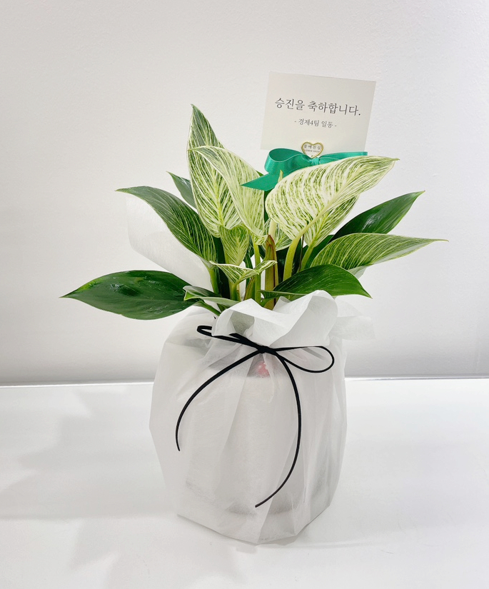 꽃애진심 이미지