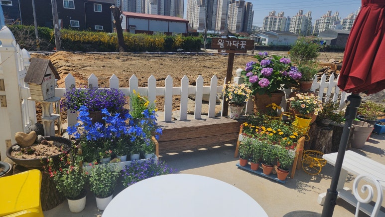 왈가닥꽃 이미지