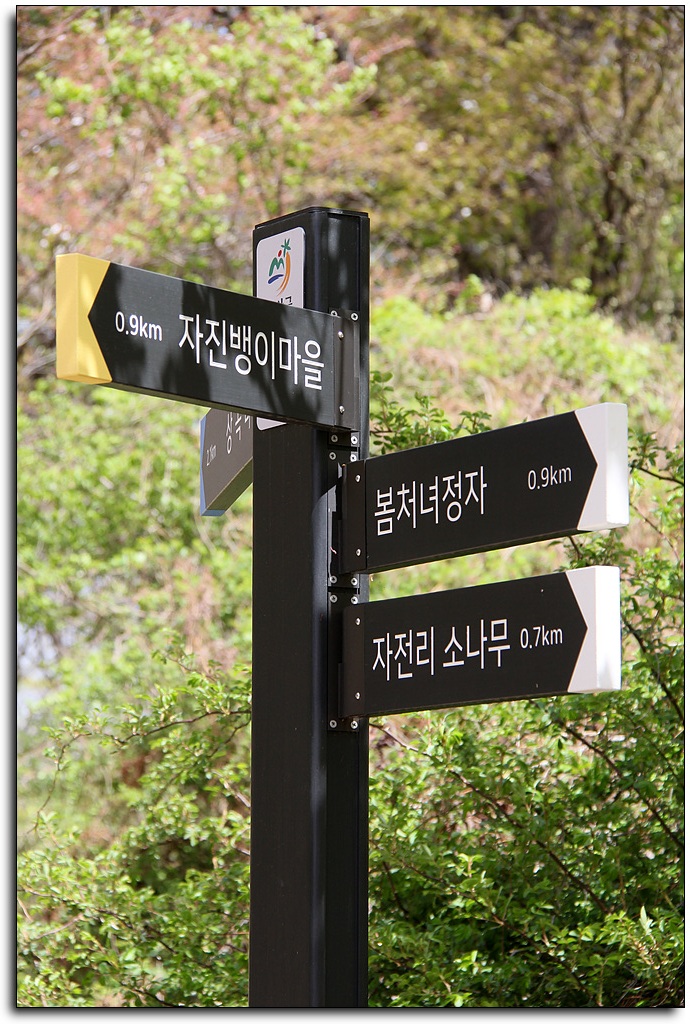 자진뱅이산벚꽃 이미지