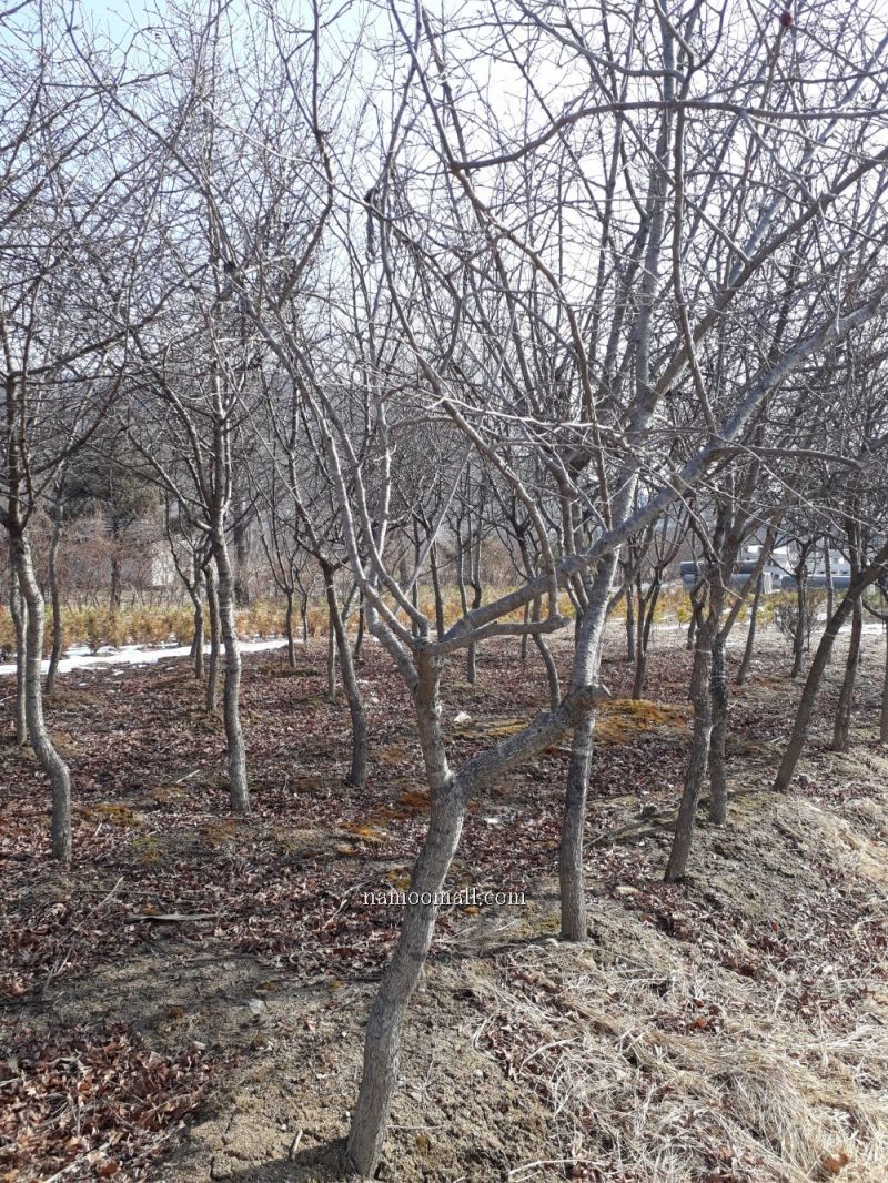 희망조경수판매 이미지