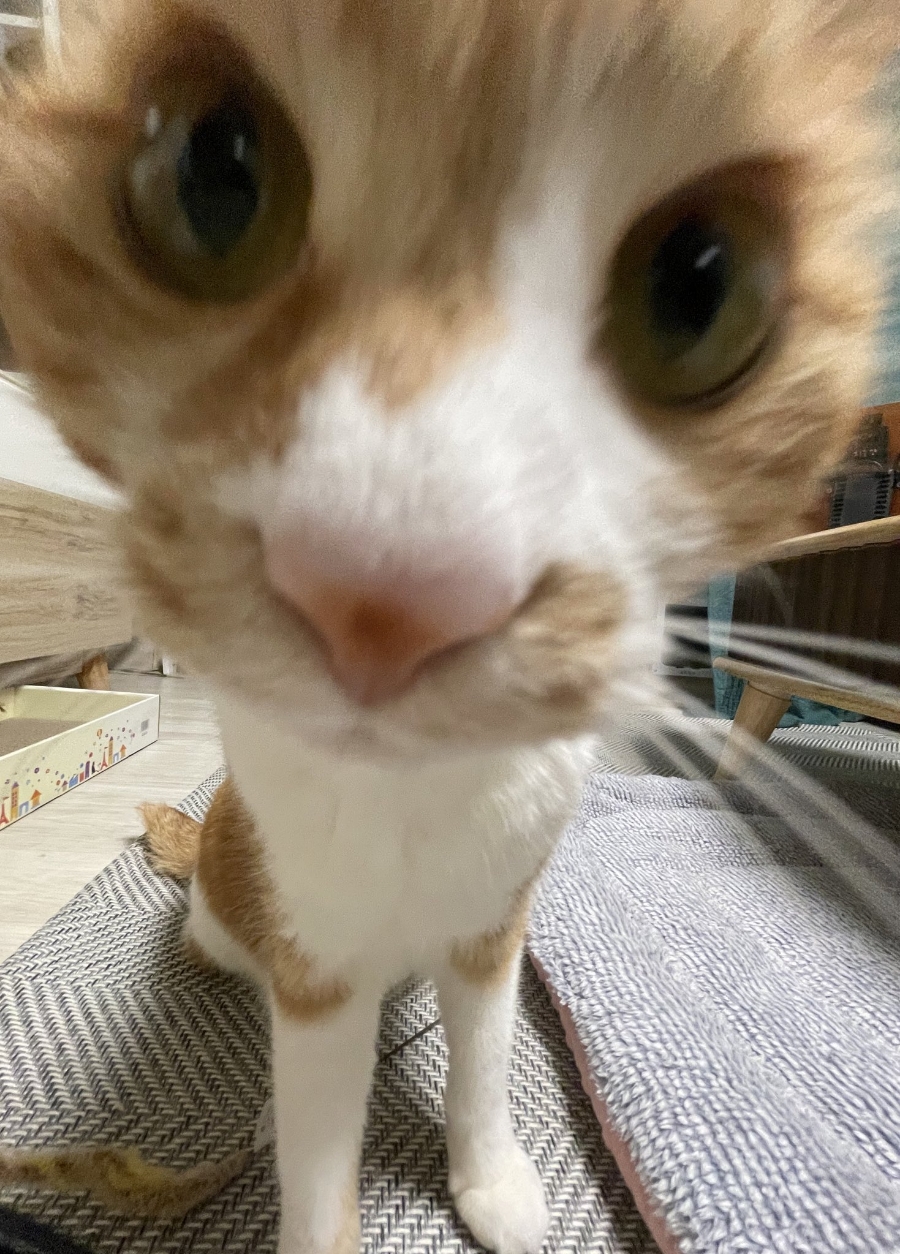칠돈본가 이미지