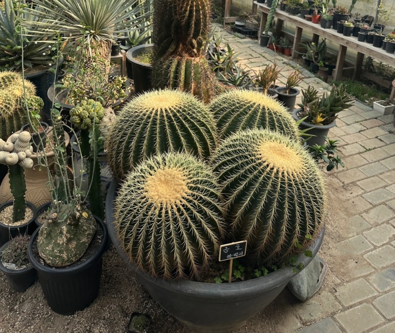 금호건기 이미지
