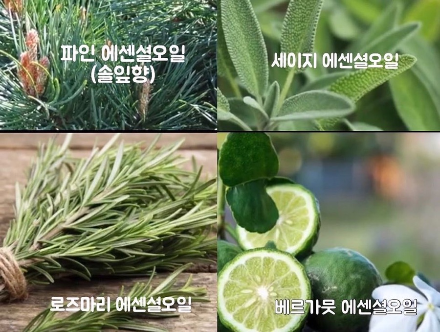 에센시아 이미지