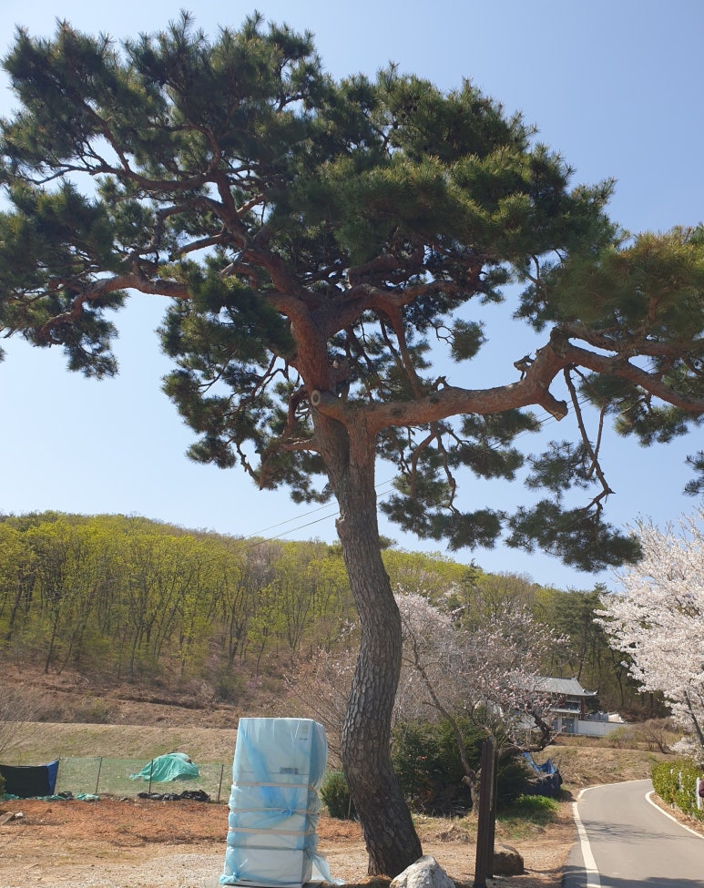 국화리마을 이미지
