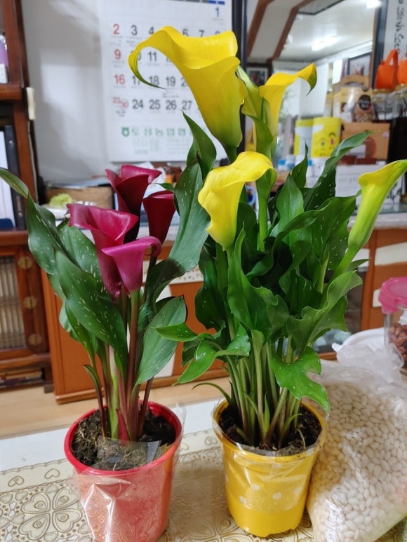 휴대폰박사 이미지