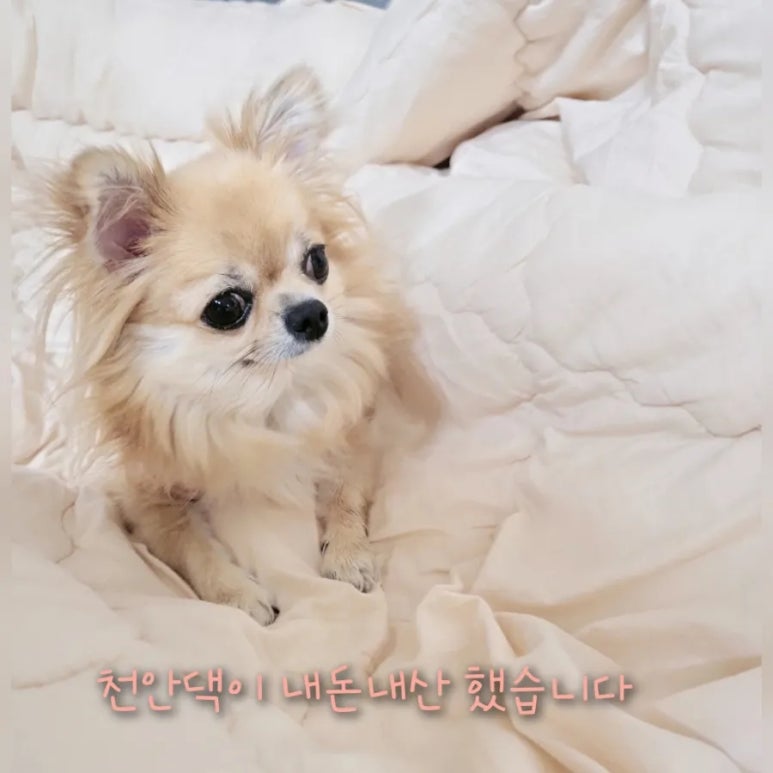 자갈매운탕 이미지