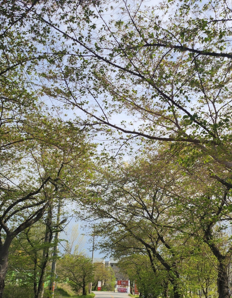 마실디 이미지