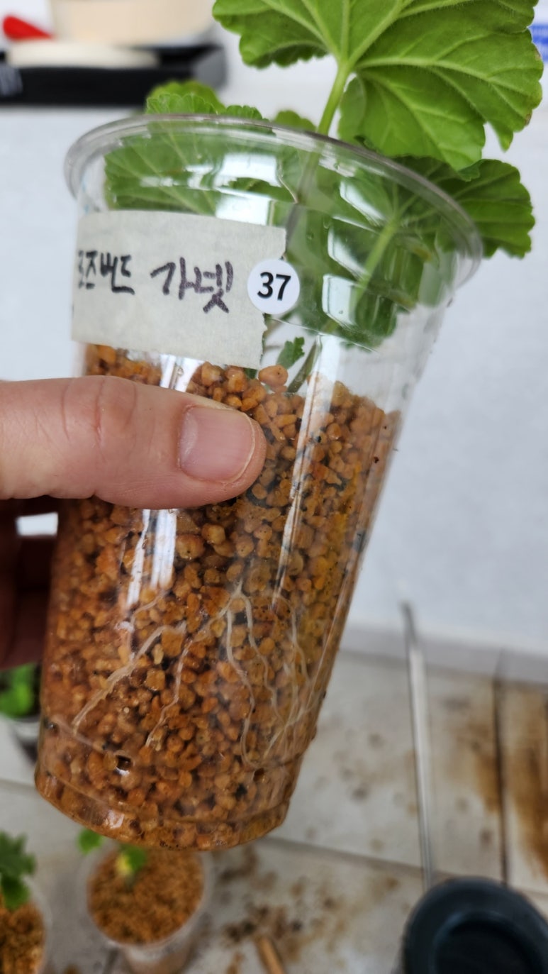 프롬지피 이미지