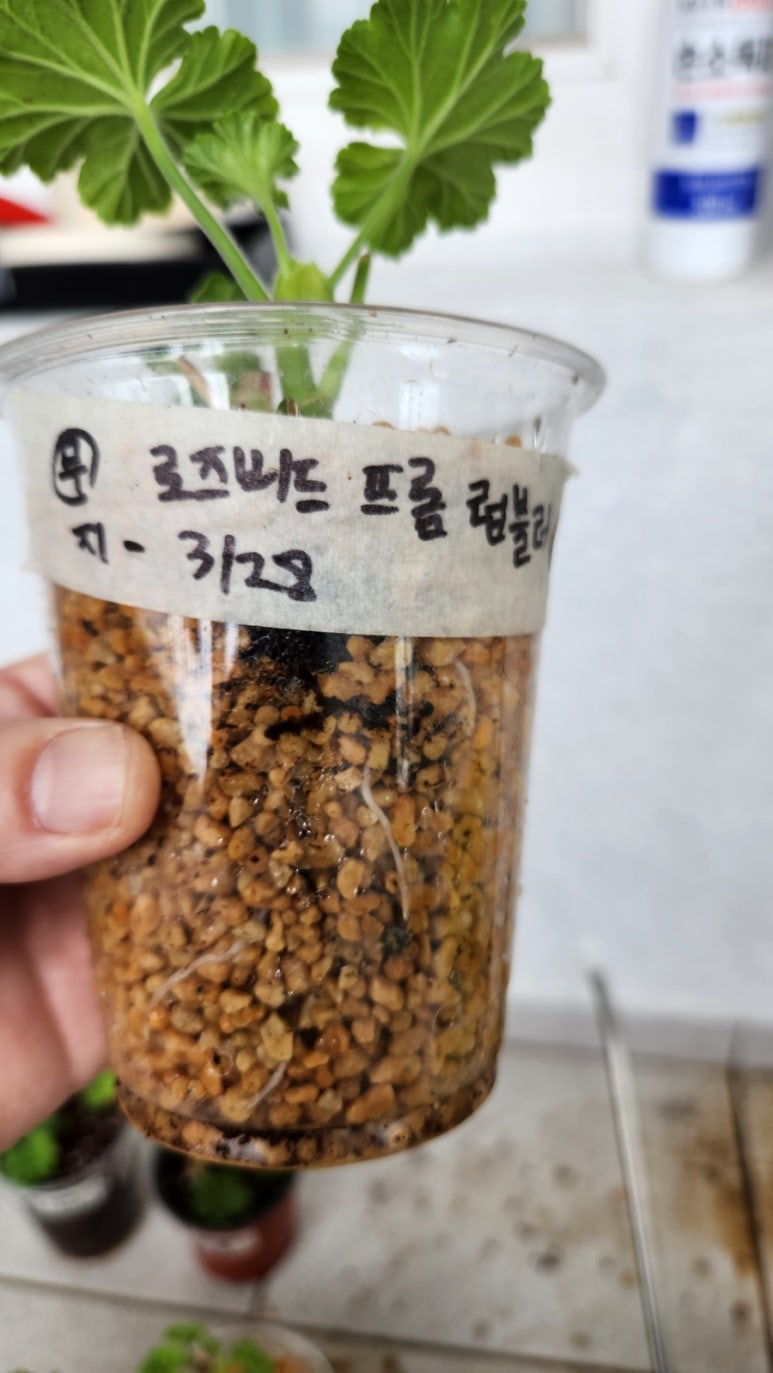 프롬지피 이미지