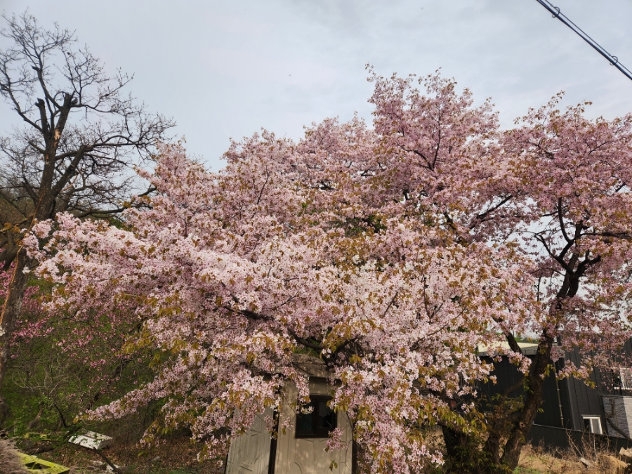 옥민박 이미지
