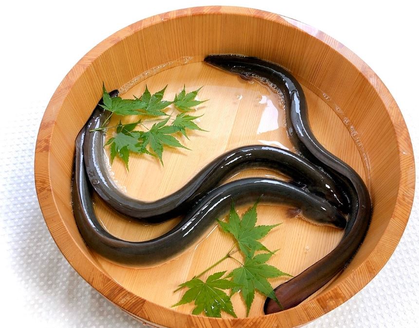 장수장어 이미지