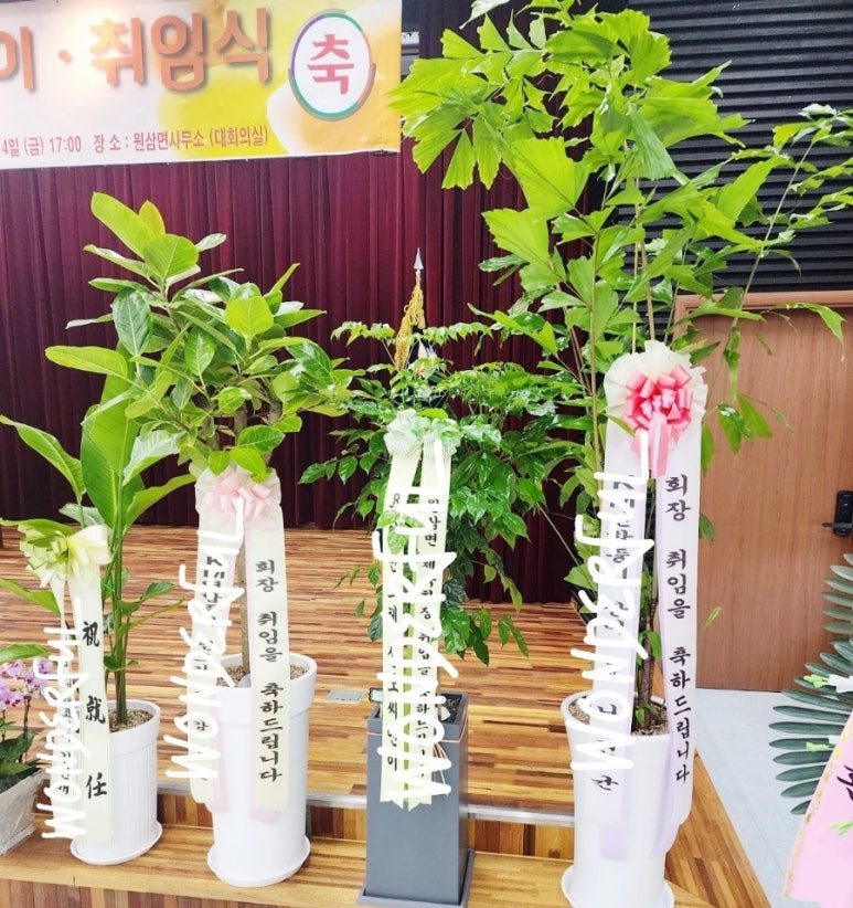 연진화분 이미지