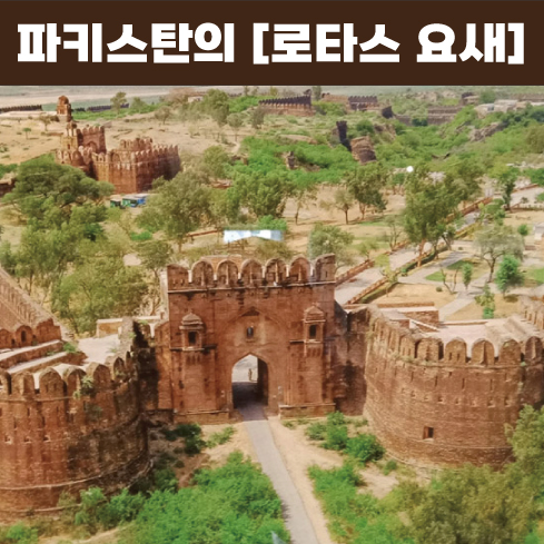 로타스 이미지