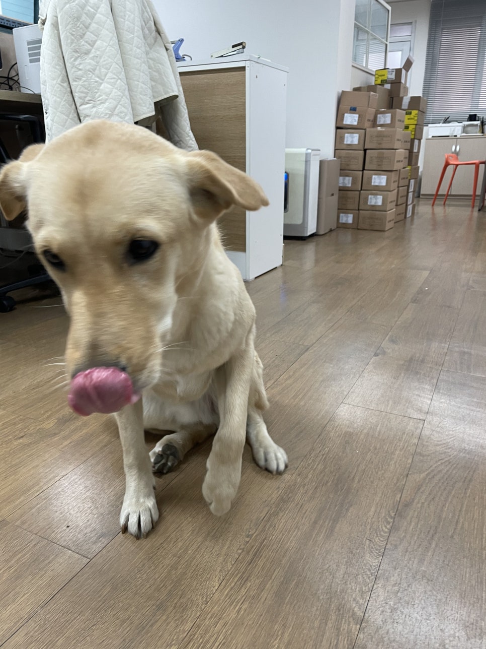 로기카츠 이미지