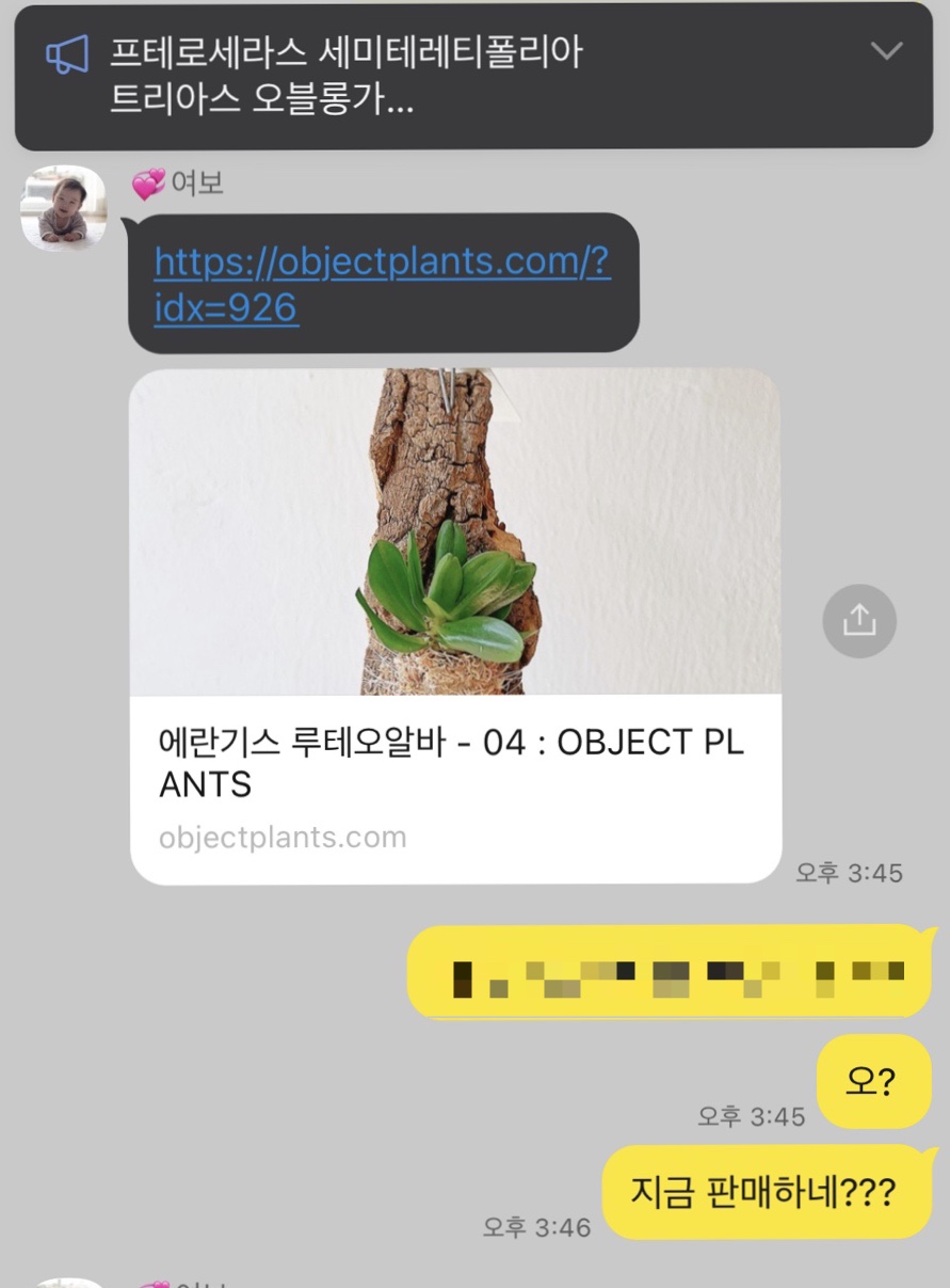 오브젝트플랜츠 이미지