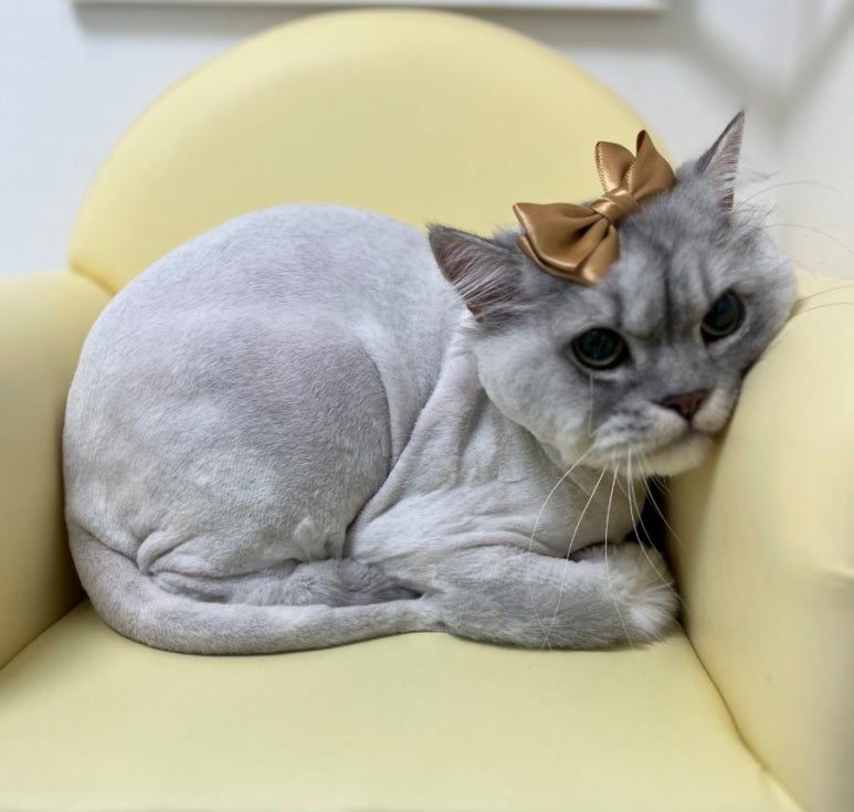 까비네일 이미지