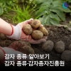 감자 품종 알아보기 - 감자 종류 / 감자 보급종 종류 / 감자종자진흥원 : 네이버 블로그