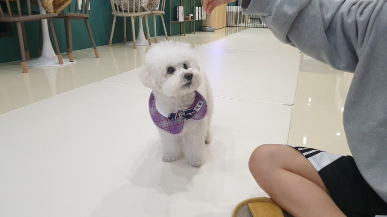 히포파통 이미지