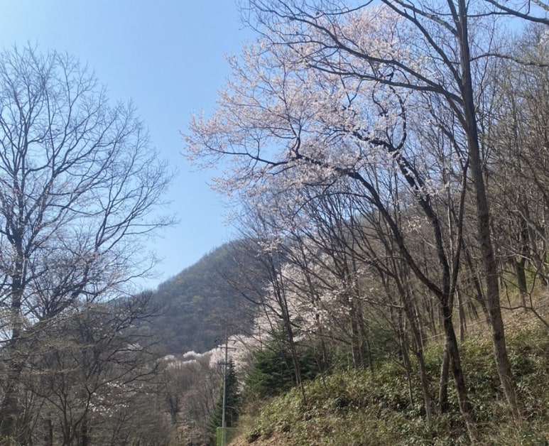 국립운장산자연휴양림 야영장 이미지