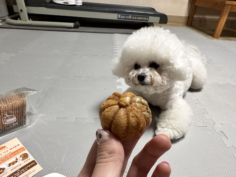 티니호박 이미지