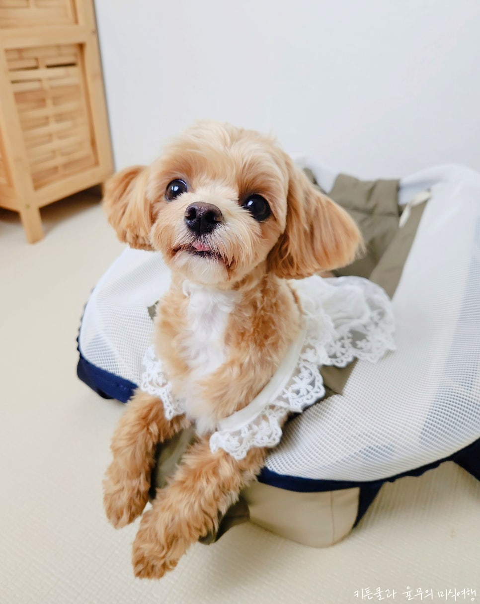 베이글펫 이미지
