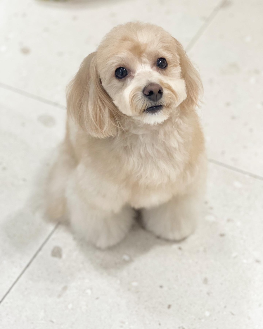 단감테라피 이미지