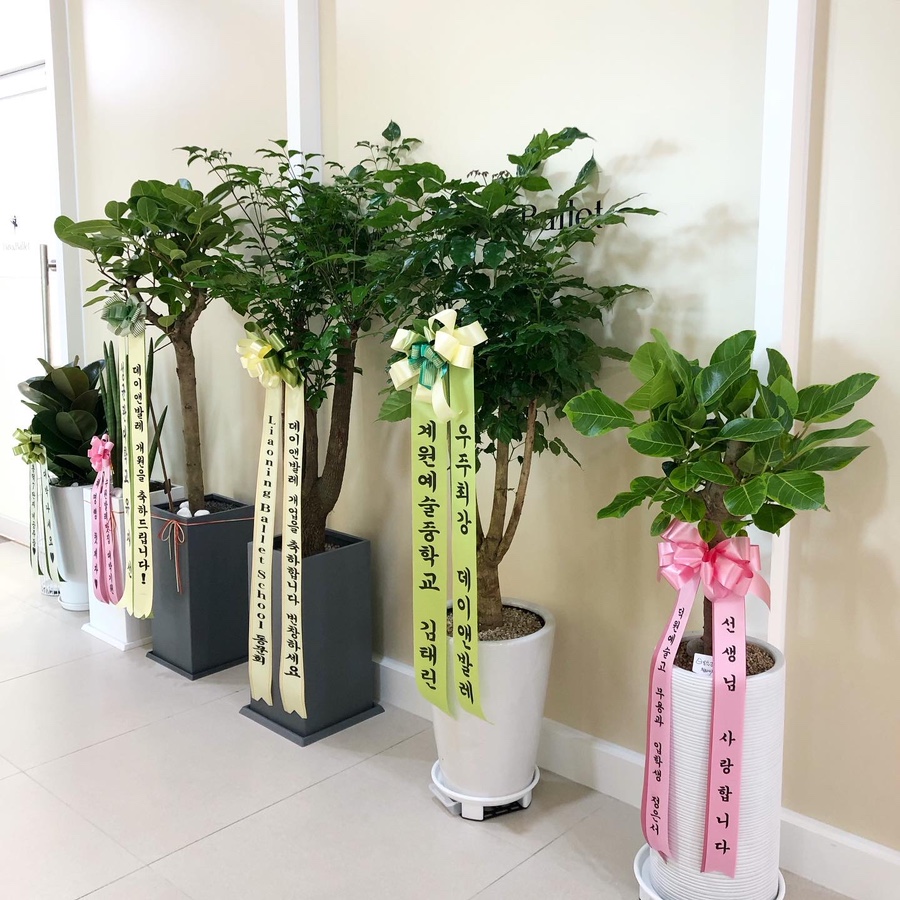 데이앤발레학원 이미지