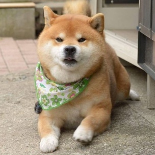이누베스트 이미지