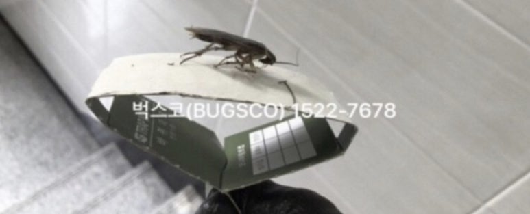벅스코 이미지