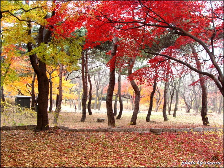 고운꽃 이미지
