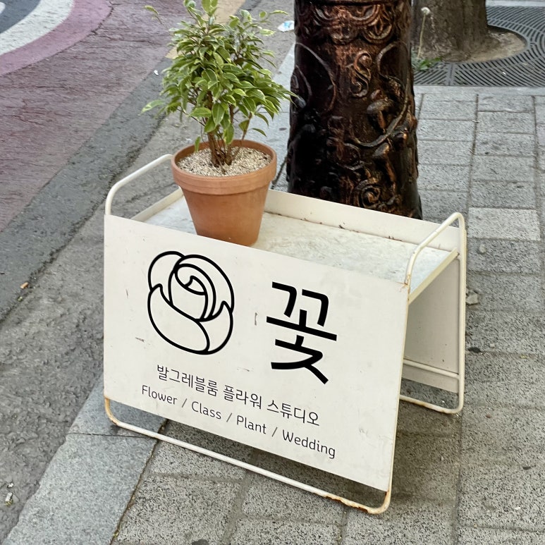 발그레블룸 이미지