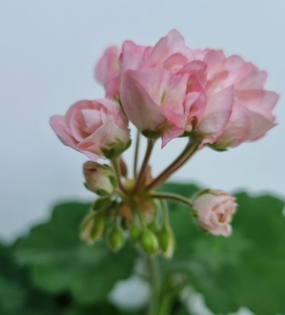 송*석 이미지