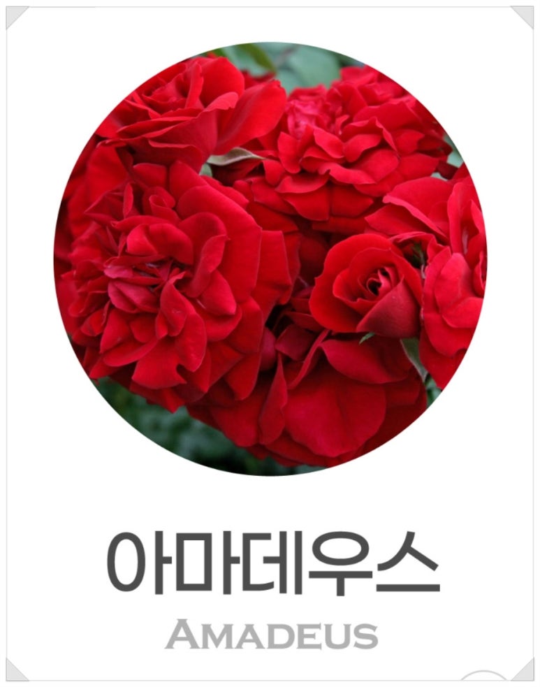 장미다방 이미지