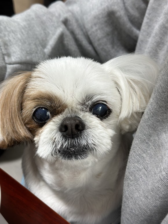 호우츠탕수육 이미지