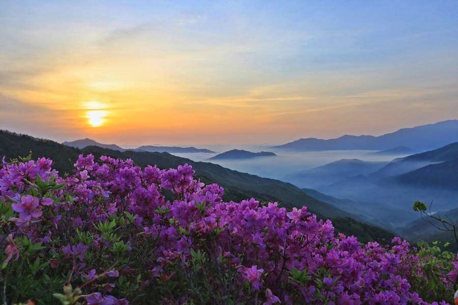 지리산큰나무 이미지