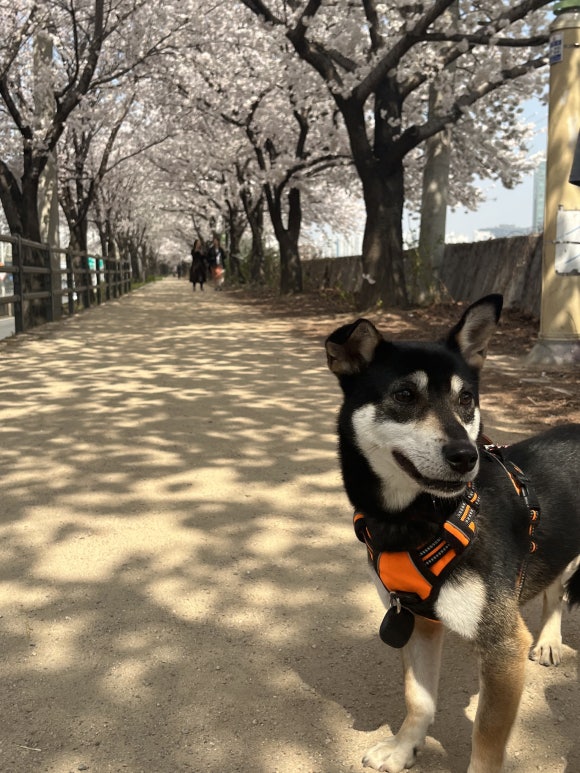 꽃길걷개 이미지