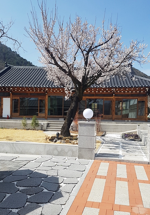 향기나무 이미지