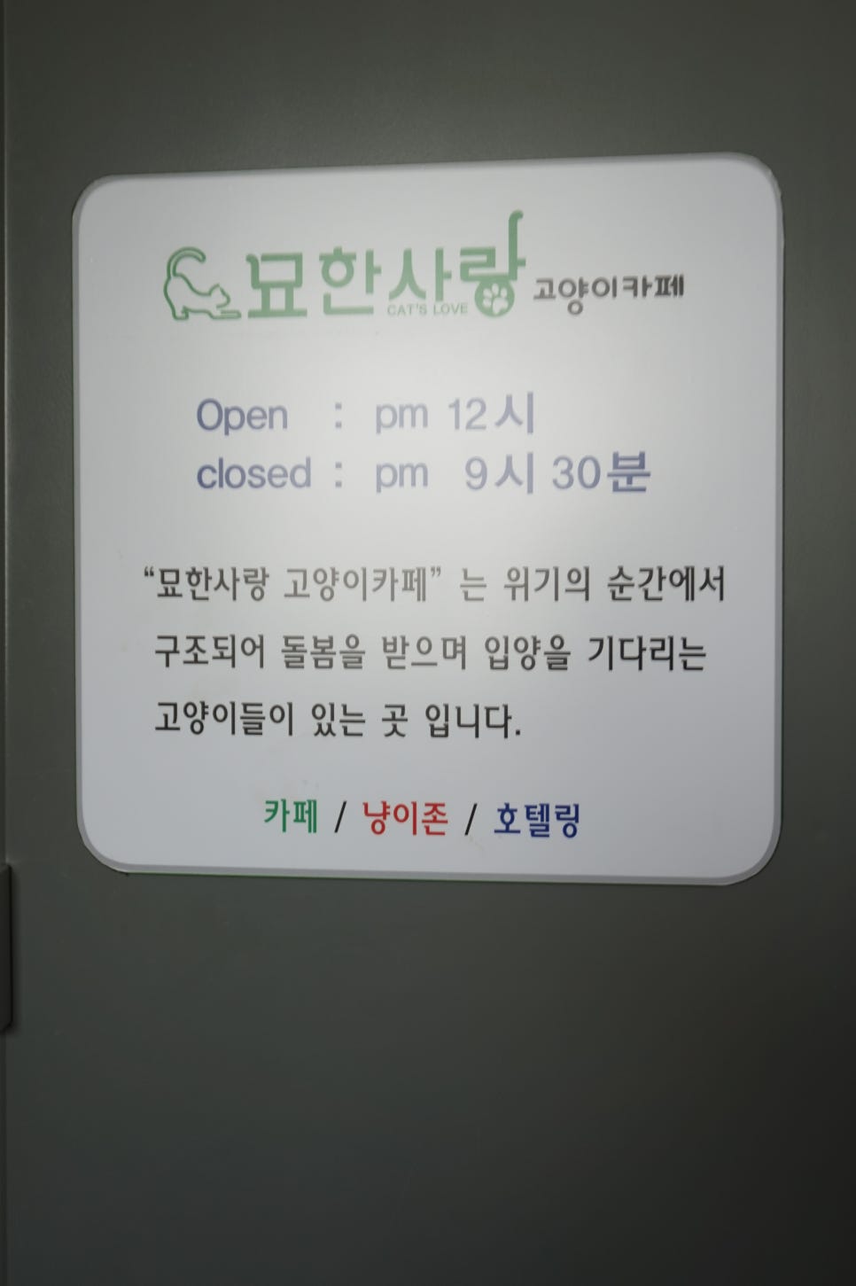 부천 묘한사랑 고양이카페: 유기묘 입양과 특별한 교감 — 사진 2