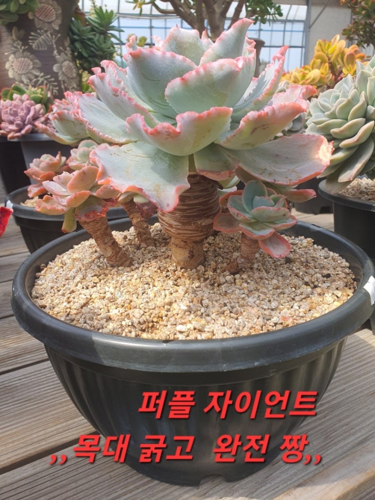 수연다육 이미지