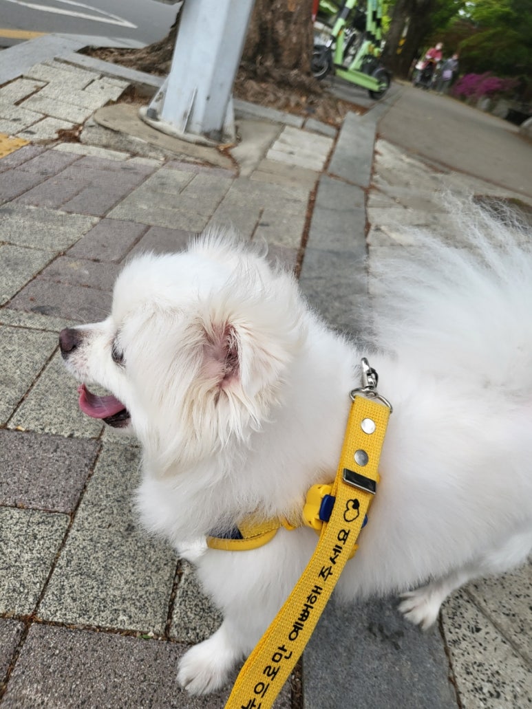 츄이스 이미지