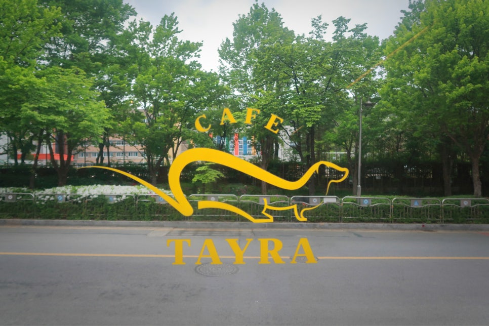 타이라(Tayra) 이미지