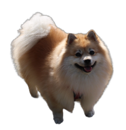 황금알PC 이미지