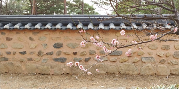 노란담장 이미지