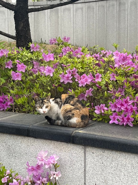 언히피 이미지
