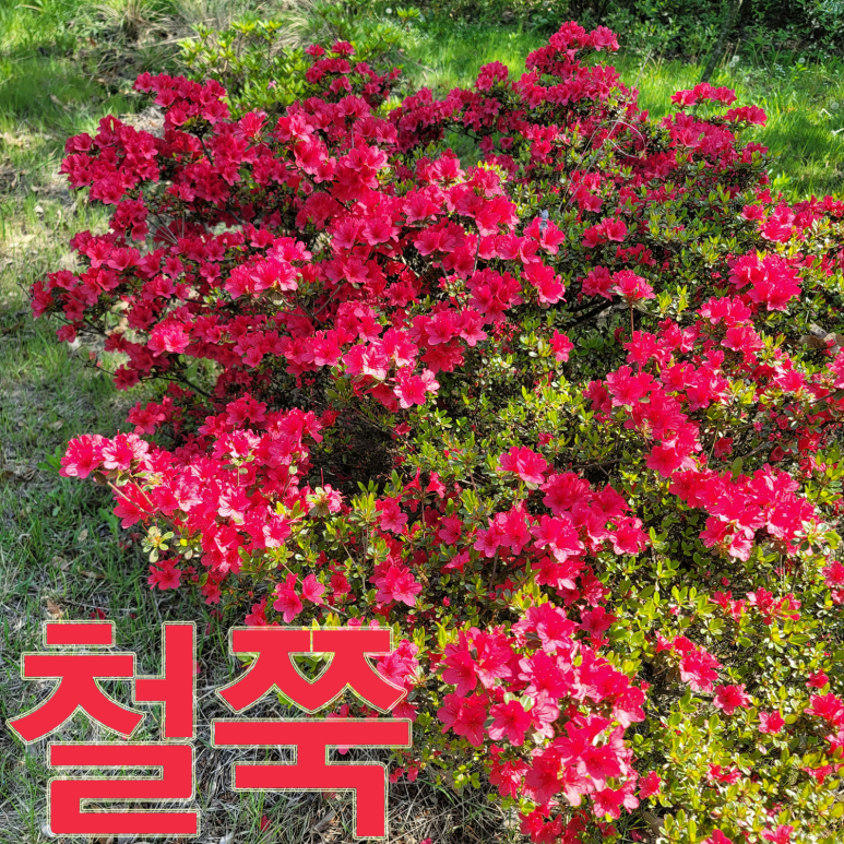유하의정원 이미지